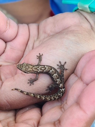 Mourning Gecko — 8