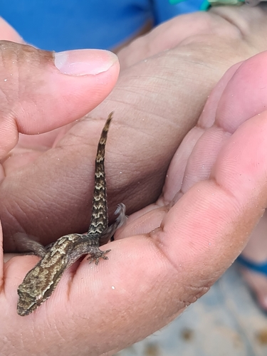 Mourning Gecko — 9