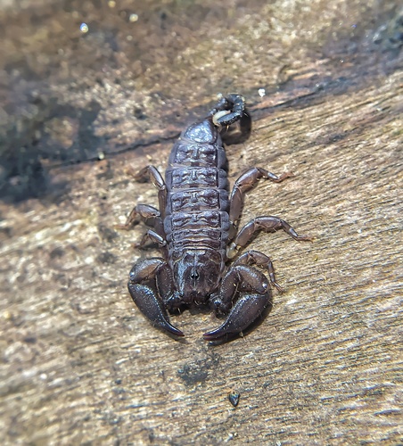 Mini-scorpion parthéno — 6