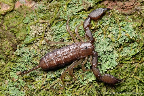 Mini-scorpion parthéno — 9