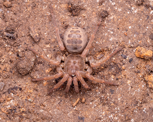 Trapdoor Living Fossil — 1