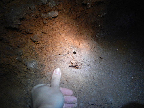 Trapdoor Living Fossil — 4