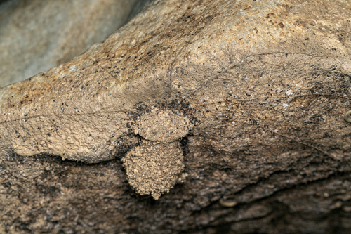 Trapdoor Living Fossil — 7