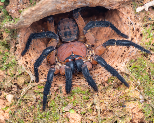 Liphistius desultor — 1
