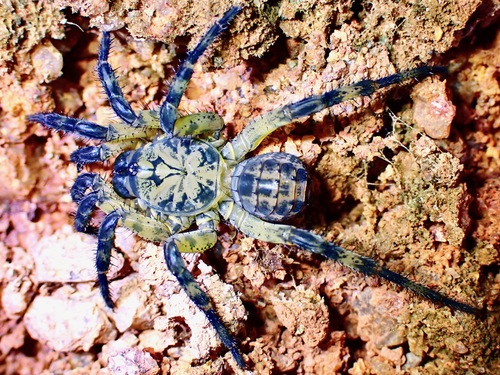 Liphistius desultor — 6