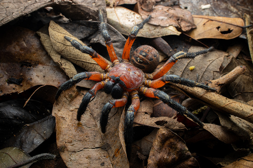 Liphistius desultor — 7