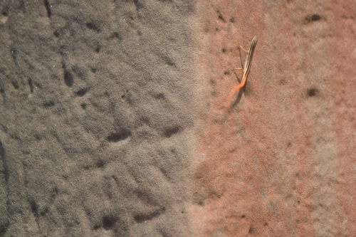 Scinque strié — 4