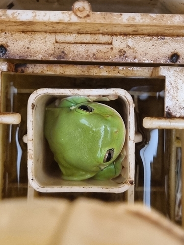 White's Tree Frog — 2