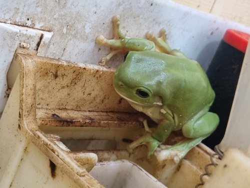 White's Tree Frog — 3