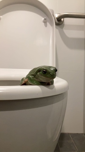 White's Tree Frog — 7