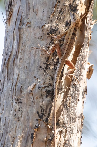 Long-tailed Water Dragon — 2