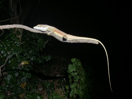 Long-tailed Water Dragon — 7
