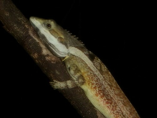 Long-tailed Water Dragon — 10