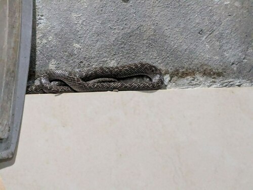 Wolf Snake commun — 1