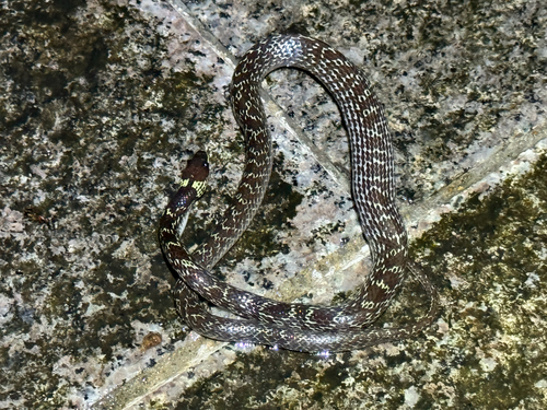 Wolf Snake commun — 5