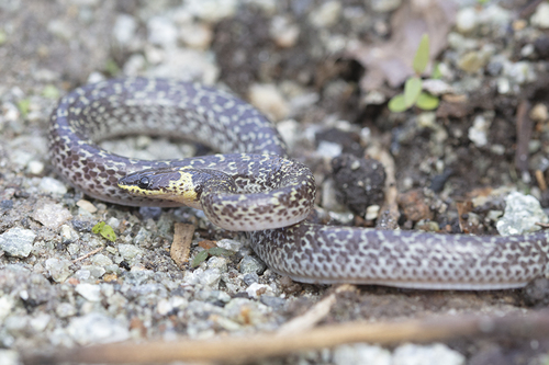 Wolf Snake commun — 8