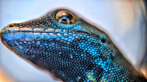 Electric Blue Day Gecko — 2