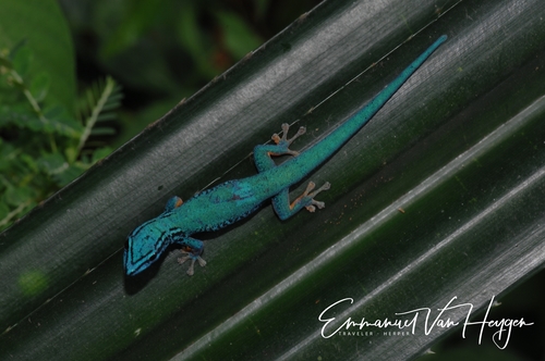 Electric Blue Day Gecko — 5