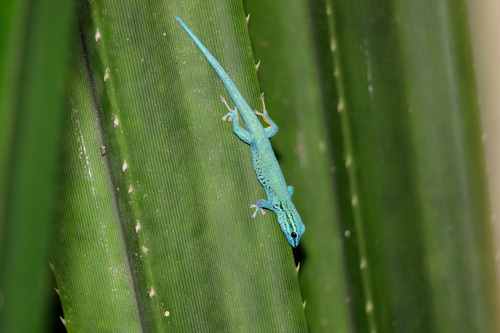 Electric Blue Day Gecko — 10