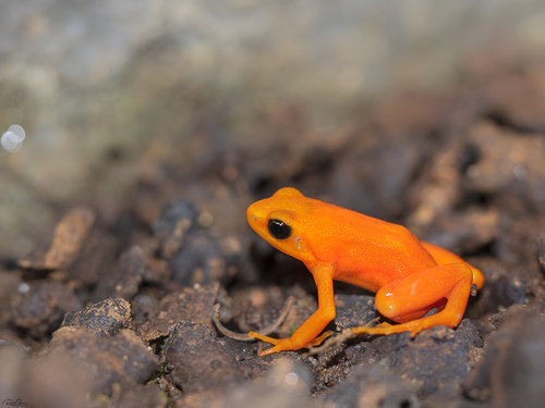 Golden Mantella — 2