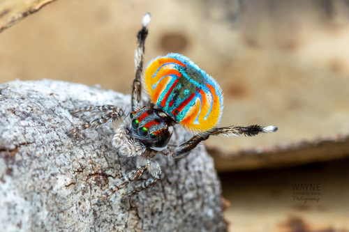 Peacock Spider — 2