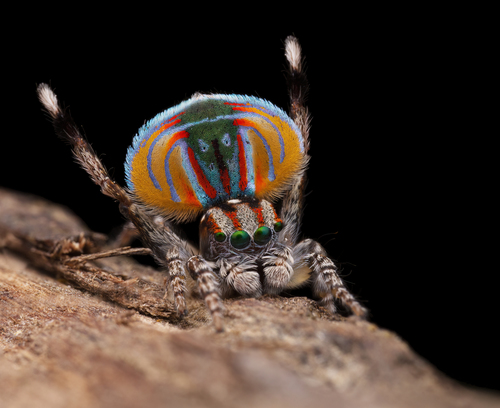 Peacock Spider — 3