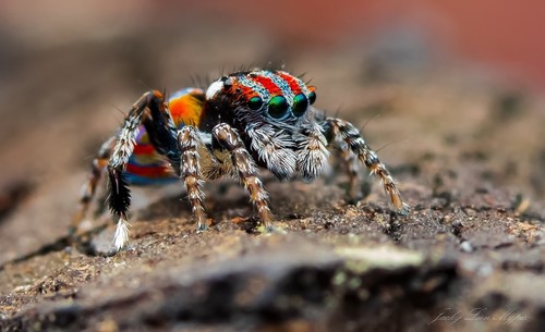 Peacock Spider — 5