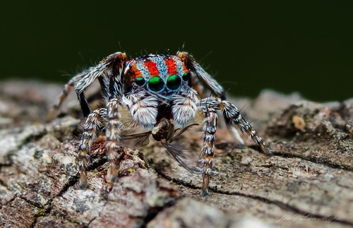 Peacock Spider — 6