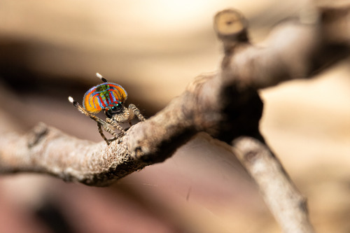 Peacock Spider — 8