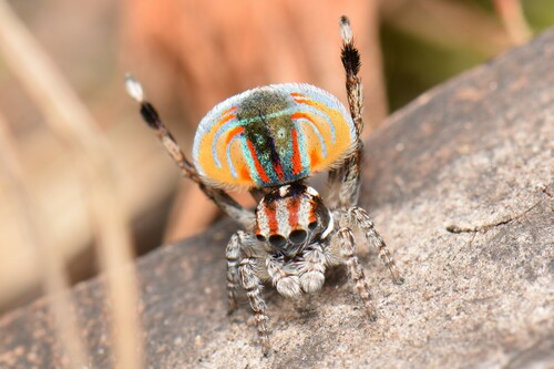Peacock Spider — 9