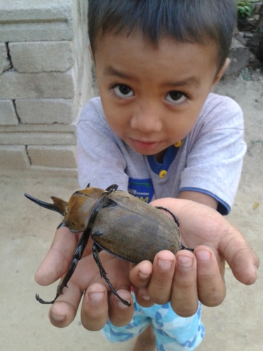 Elephant Beetle — 2