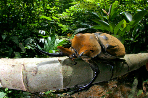 Elephant Beetle — 6