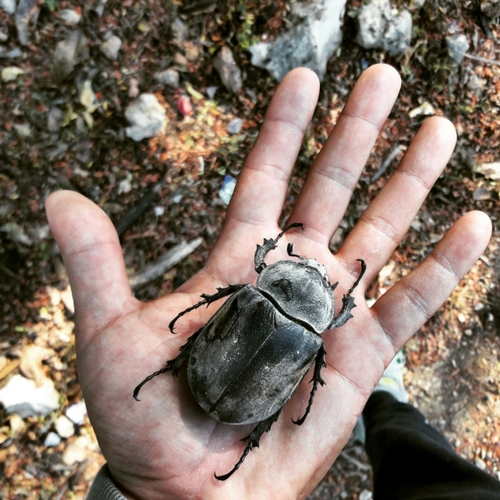 Elephant Beetle — 8
