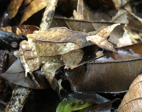 Malayan Horned Frog — 2