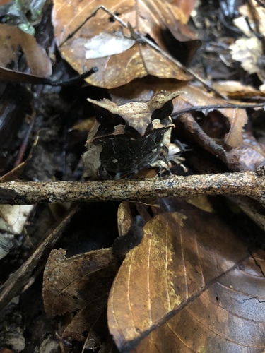 Malayan Horned Frog — 6
