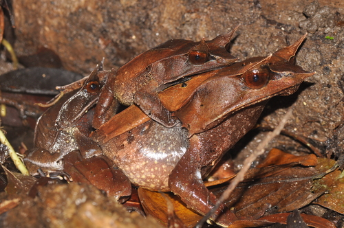 Malayan Horned Frog — 7
