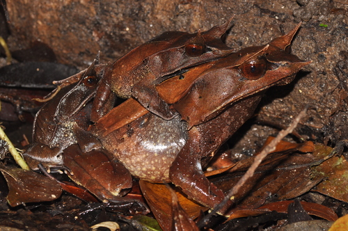 Malayan Horned Frog — 10