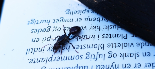 Barbary Harvester Ant — 2