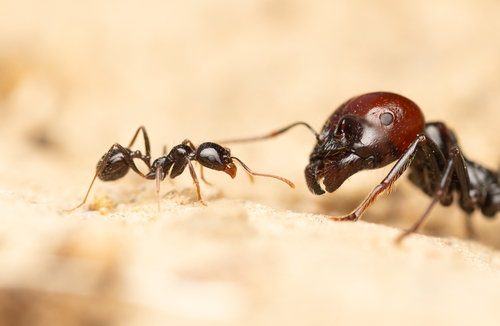 Barbary Harvester Ant — 6