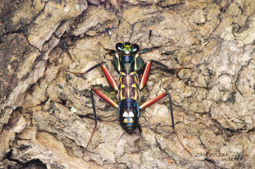 Iridescent Bark Mantis — 1