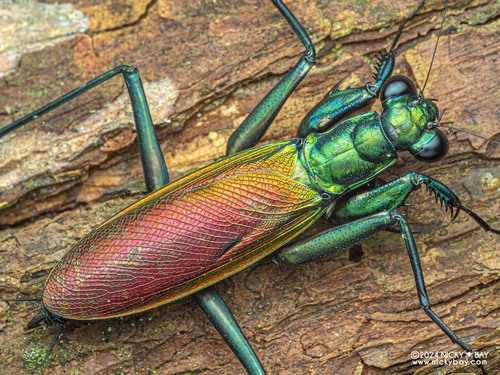 Iridescent Bark Mantis — 3