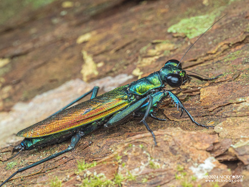 Iridescent Bark Mantis — 5