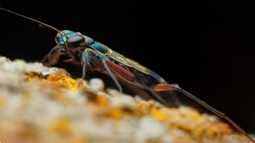 Iridescent Bark Mantis — 7