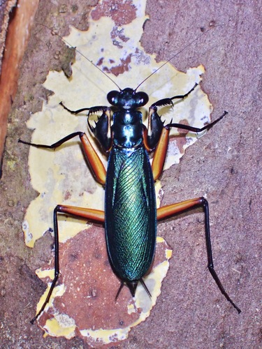 Violet Metallic Mantis — 2