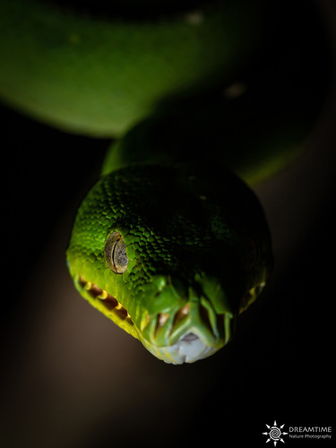 Green Tree Python — 7