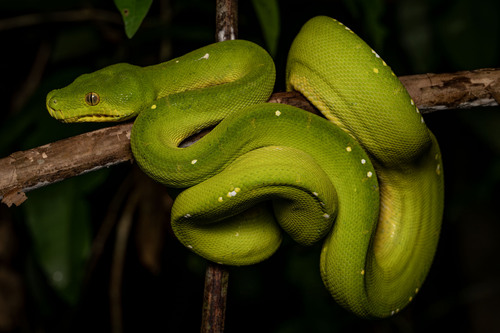 Green Tree Python — 8