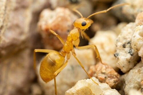 Honeypot Ant Navajo — 3