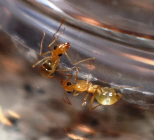 Honeypot Ant Navajo — 5
