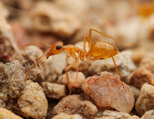Honeypot Ant Navajo — 6