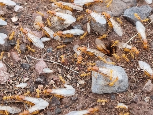 Honeypot Ant Navajo — 9